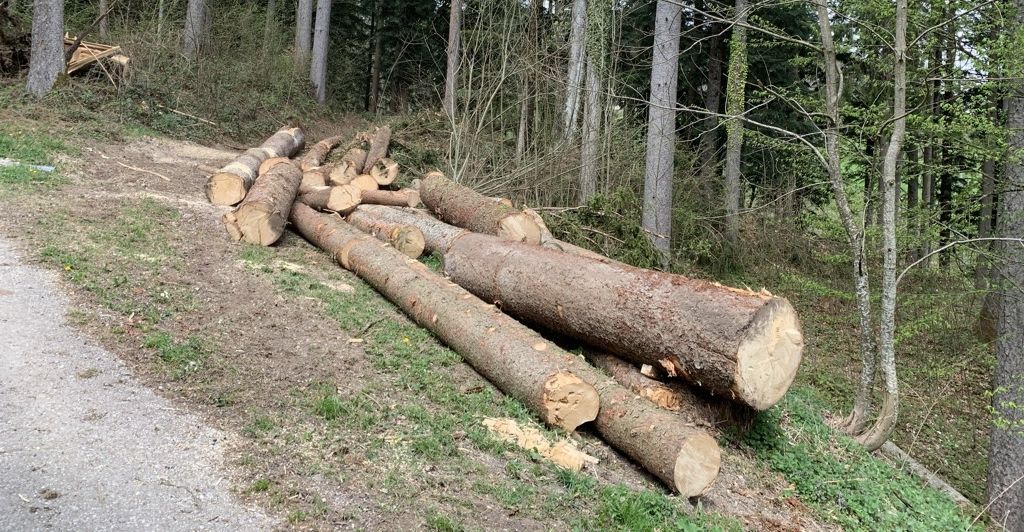 Rundholz Fichte überdimensional_cropped.jpg